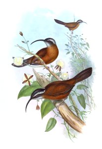 XiphorhamphusSuperciliarisGould