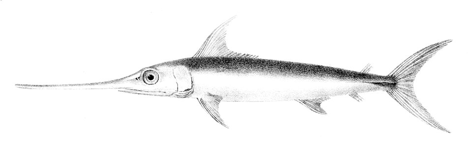 Xiphias gladius juvenile