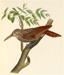 Xiphorhynchus flavigaster mentalis 1849