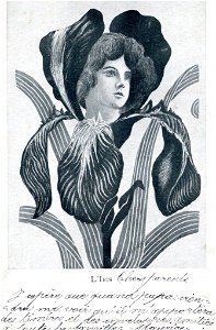 Xavier Sager L'Iris