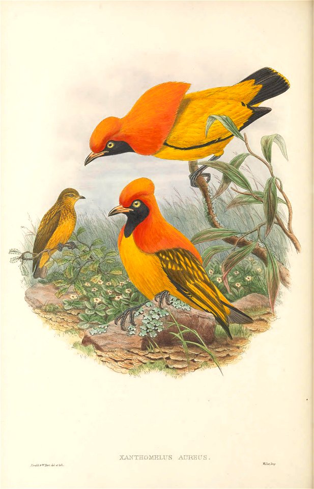 Xanthomelus aureus - The Birds of New Guinea