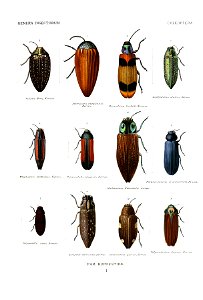 Wytsman.Genera.Insectorum.Buprestidae.01