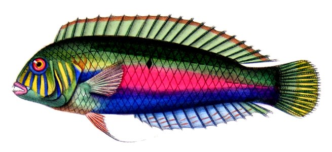 Xyrichtys splendens