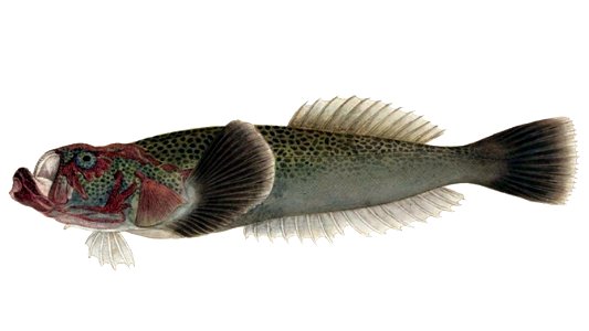 Xenocephalus elongatus
