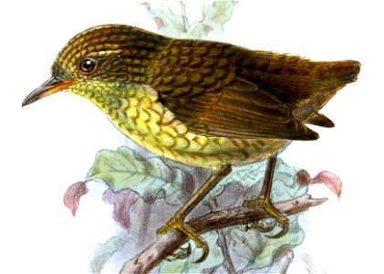 XenicusInsularisKeulemans (cropped)
