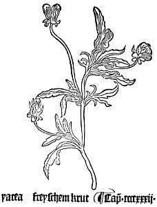 Yacea Gart