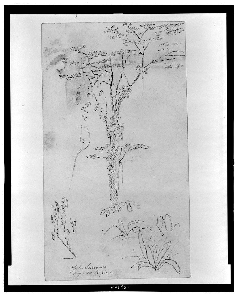 Yel(low) Sanders, figs, wild pines LCCN2006676762