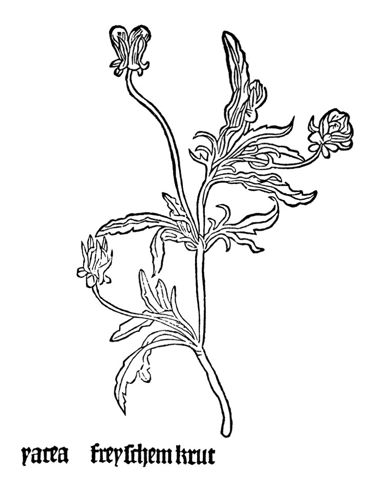 Yacea Gart 1