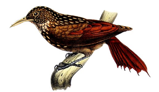 Xiphorhynchus obsoletus - Castelnau