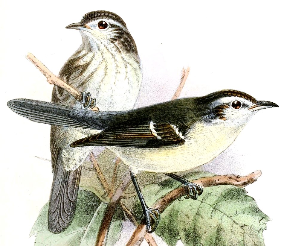 XenerpestesMinlosiKeulemans (cropped)
