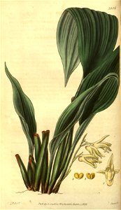 Xylobium pallidiflorum (as Maxillaria pallidiflora) - Curtis' 55 (N.S. 2) pl. 2806 (1828)
