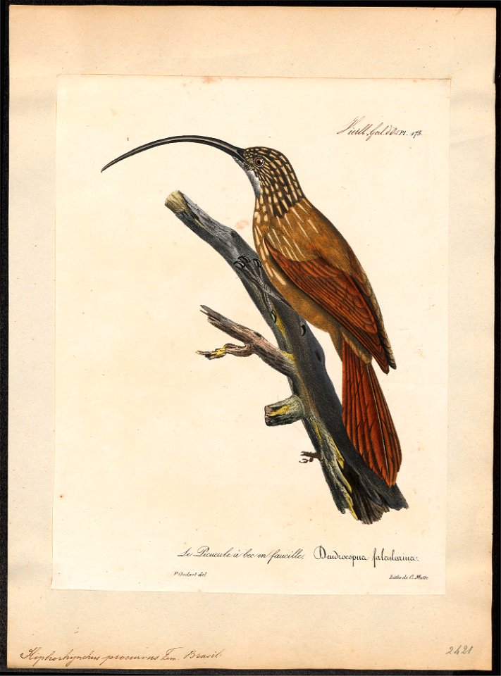 Xiphorhynchus procurvus - 1825-1834 - Print - Iconographia Zoologica - Special Collections University of Amsterdam - UBA01 IZ19200253