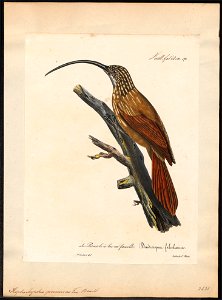 Xiphorhynchus procurvus - 1825-1834 - Print - Iconographia Zoologica - Special Collections University of Amsterdam - UBA01 IZ19200253