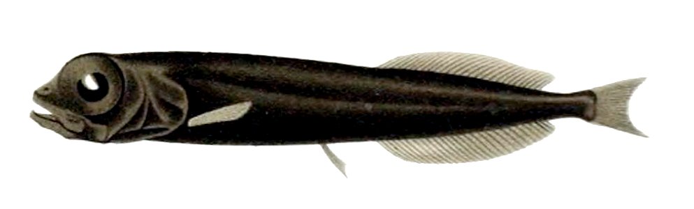 Xenodermichthys copei1