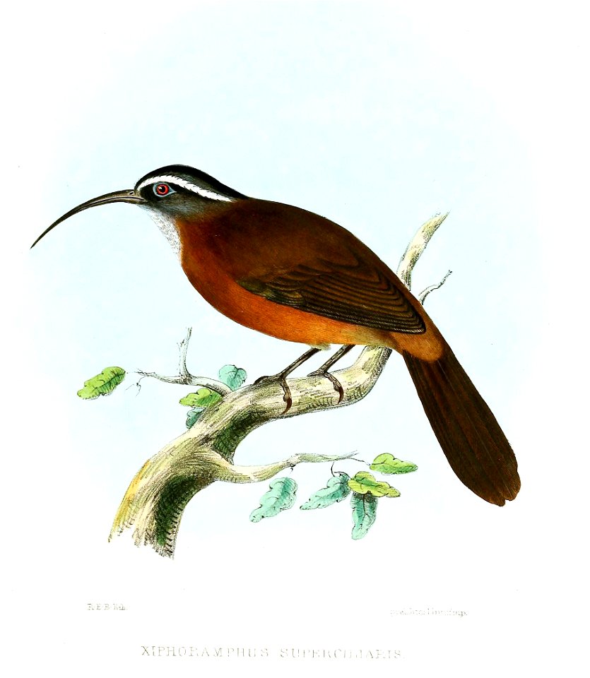 XiphoramphusSuperciliarisJerdon