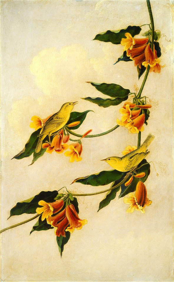 Yellow Warbler G-000636-20111208
