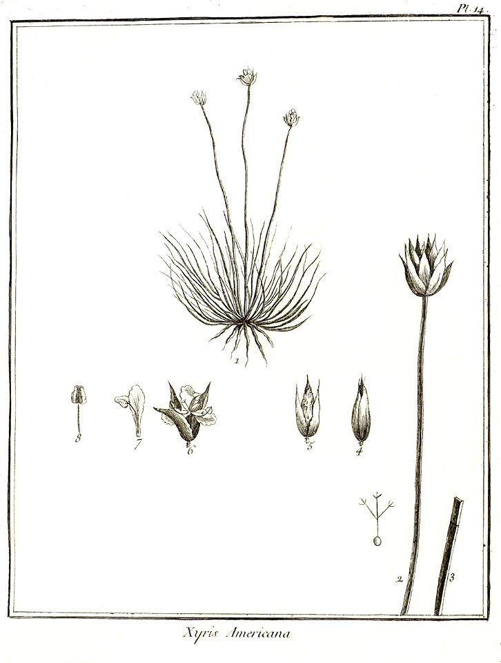 Xyris americana Aublet 1775 pl 14