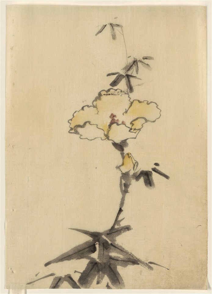 Yellow blossom with bud on a stalk above leaves LCCN2009631948