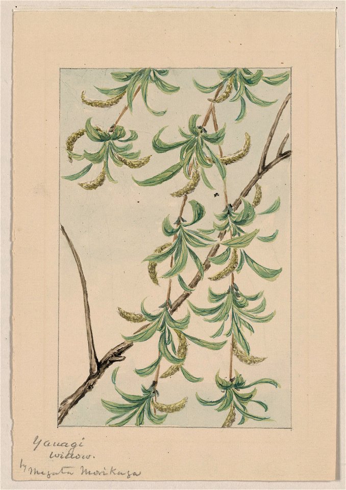Yanagi - willow - by Megata Morikaga. LCCN2009630238