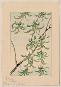 Yanagi - willow - by Megata Morikaga. LCCN2009630238