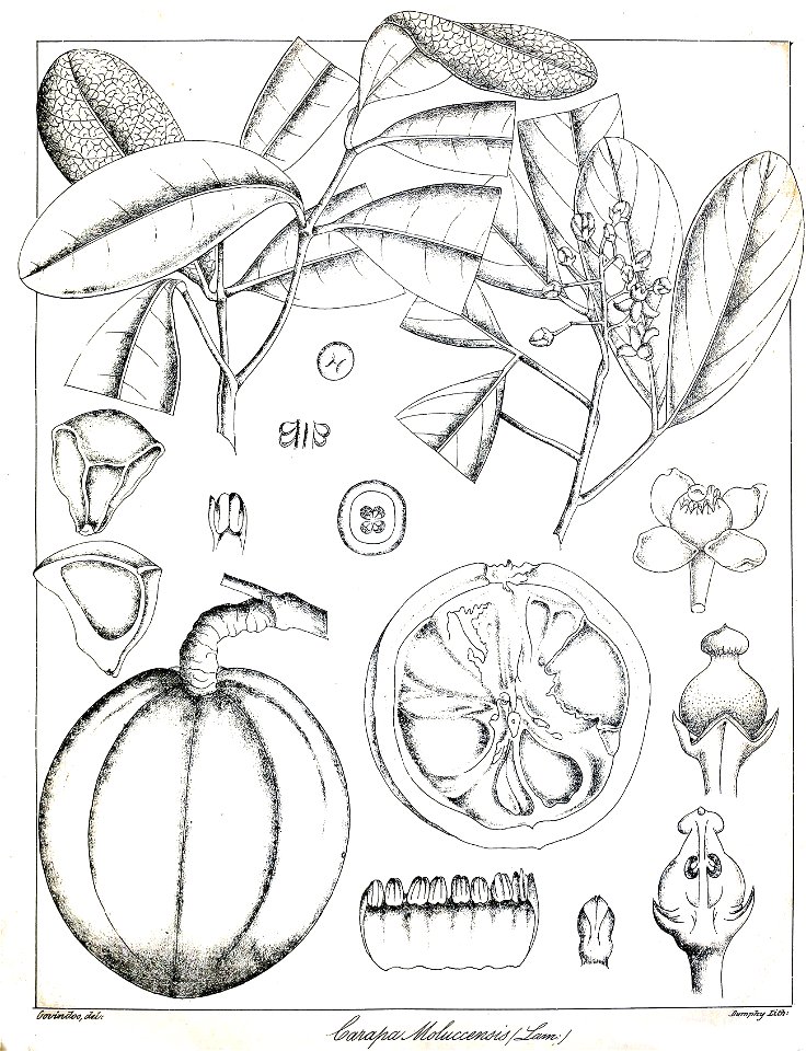 Xylocarpus moluccensis Govindoo