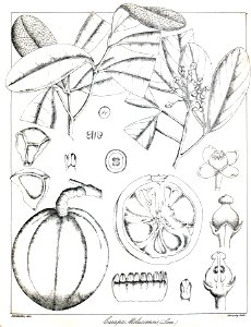 Xylocarpus moluccensis Govindoo