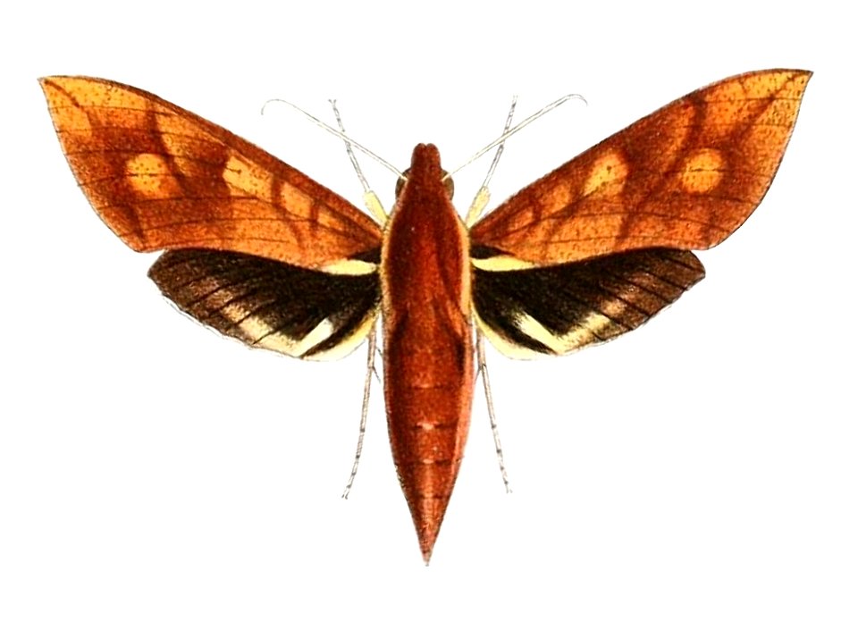 Xylophanes rufescens 1894