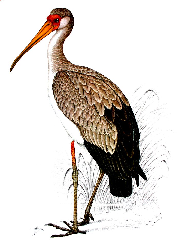 Yellowbilled stork00