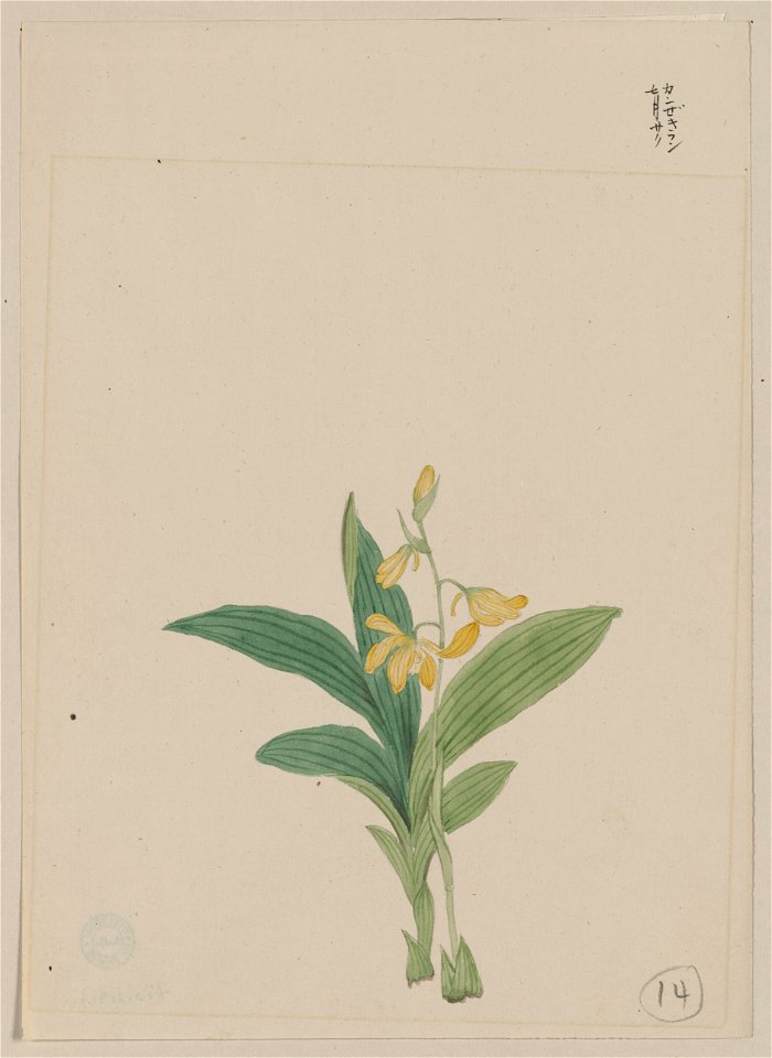 Yellow blossoms on stem above leaves of a kin-ran or golden helleborine plant LCCN2009630292