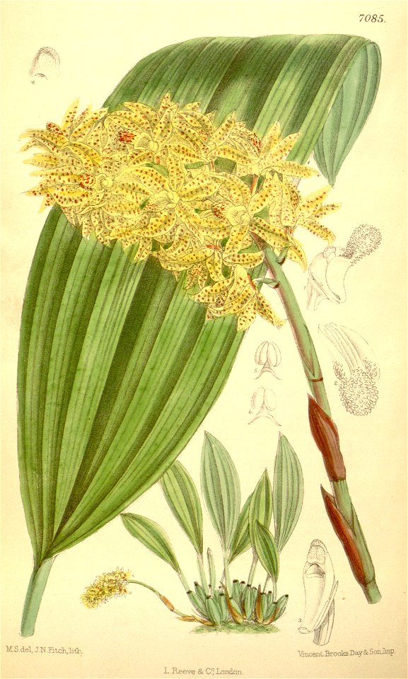 Xylobium leontoglossum - Curtis' 115 (Ser. 3 no. 45) pl 7085 (1889)