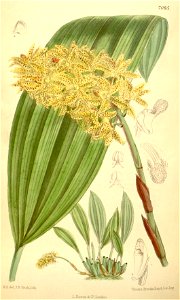 Xylobium leontoglossum - Curtis' 115 (Ser. 3 no. 45) pl 7085 (1889)
