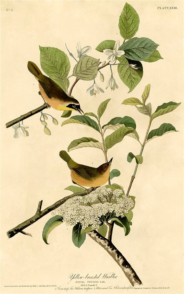 Yellow-breasted Warbler (Audubon)