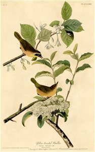 Yellow-breasted Warbler (Audubon)