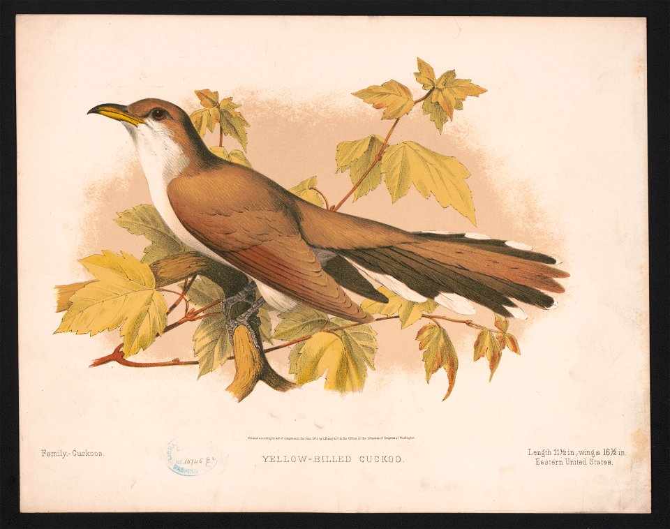 Yellow-billed cuckoo LCCN2017660745