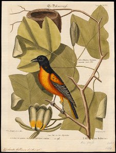 Yphantes baltimore - 1700-1880 - Print - Iconographia Zoologica - Special Collections University of Amsterdam - UBA01 IZ15800235