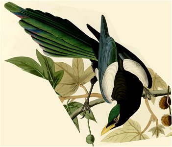 Yellow billed Magpie