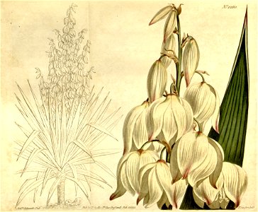 Yucca gloriosa - Curtis's Botanical Magazine - vol. 31 - t. 1260. Free illustration for personal and commercial use.