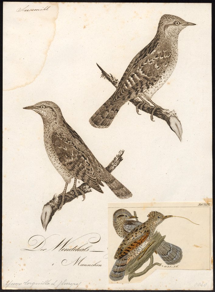 Yunx torquilla - 1800-1812 - Print - Iconographia Zoologica - Special Collections University of Amsterdam - UBA01 IZ18800349