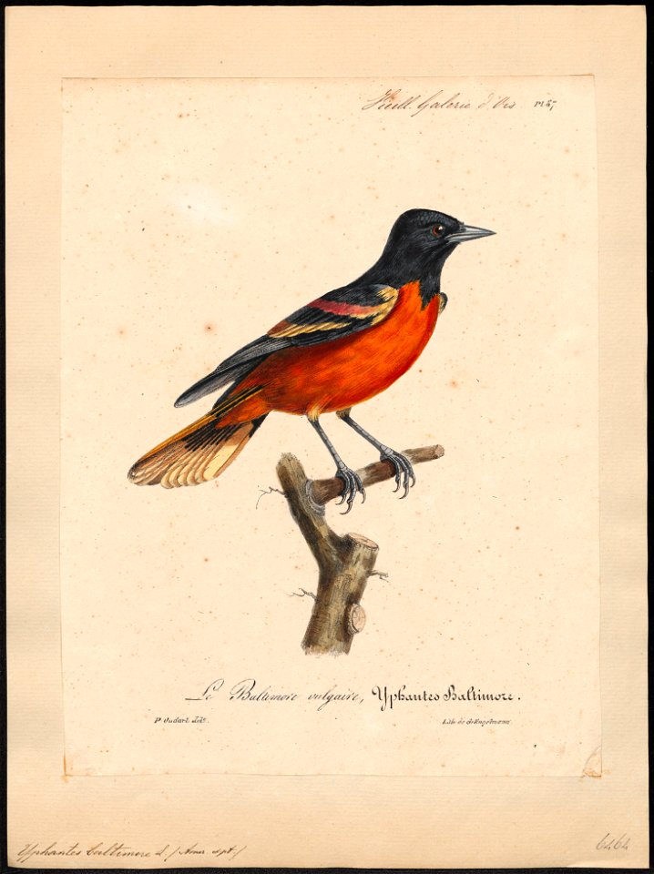 Yphantes baltimore - 1825-1834 - Print - Iconographia Zoologica - Special Collections University of Amsterdam - UBA01 IZ15800241