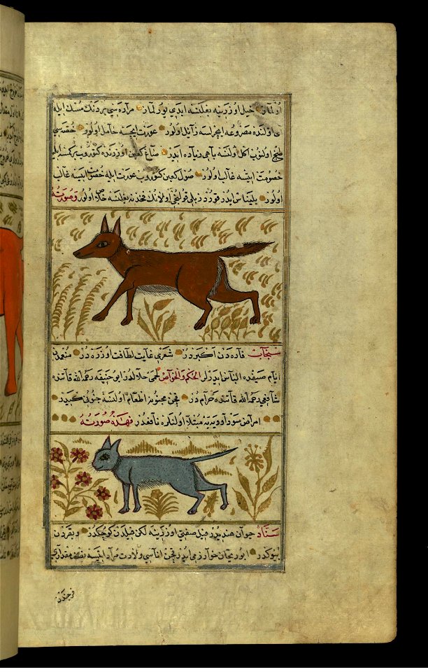 Zakariya ibn Muhammad Qazwini - A Wolf and a Gray Squirrel - Walters W659103B - Full Page