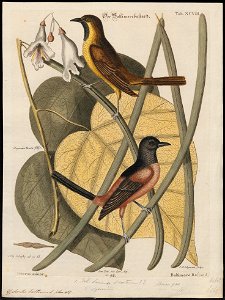 Yphantes baltimore - 1700-1880 - Print - Iconographia Zoologica - Special Collections University of Amsterdam - UBA01 IZ15800237