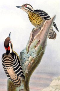 Yungipicus maculatus