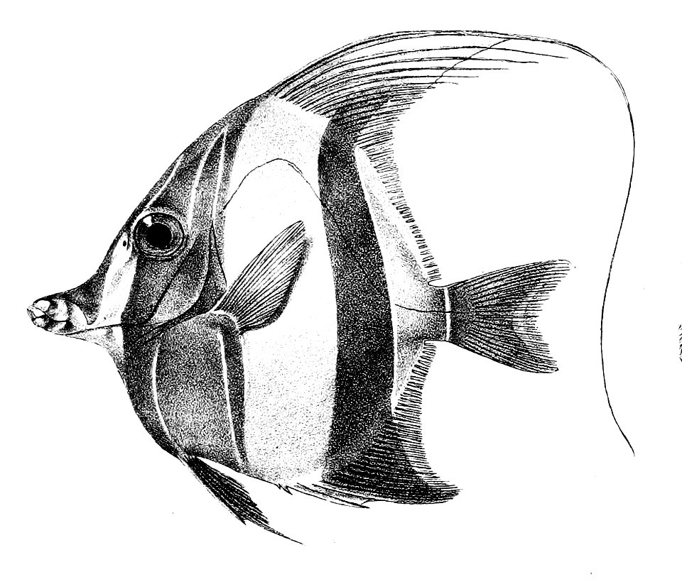 Zanclus cornutus Ford 28