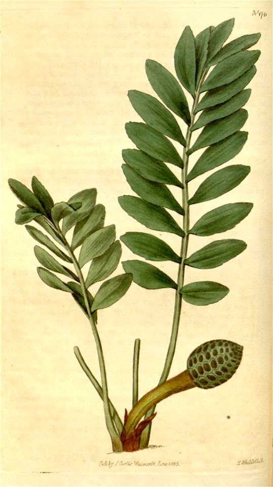 Zamia pygmaea