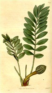 Zamia pygmaea