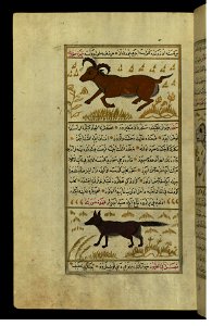 Zakariya ibn Muhammad Qazwini - An Animal Called Namur and a Marten (Sable) - Walters W659114A - Full Page