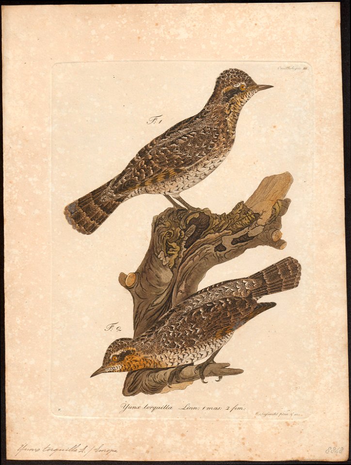 Yunx torquilla - 1800-1812 - Print - Iconographia Zoologica - Special Collections University of Amsterdam - UBA01 IZ18800347