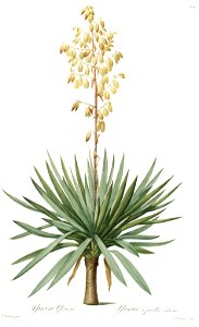 Yucca gloriosa - Les liliacées - vol. 6 - pl. 326