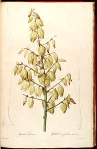 Yucca gloriosa - Les liliacées - vol. 6 - pl. 327