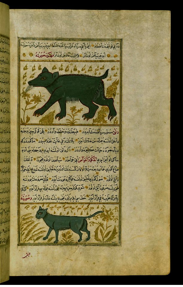 Zakariya Ibn Muhammad Qazwini A Bear And A Hay Weasel Walters